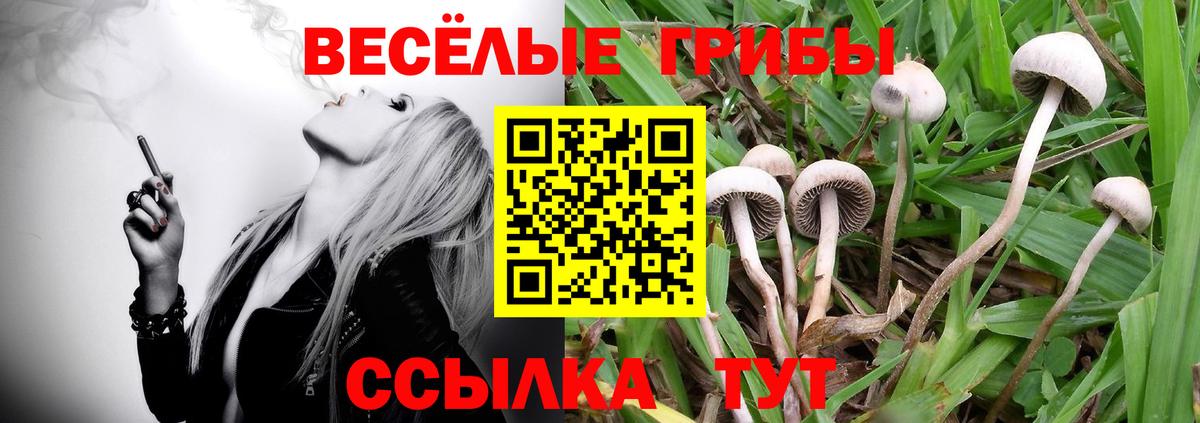 Псилоцибиновые грибы Psilocybine cubensis Солнечногорск